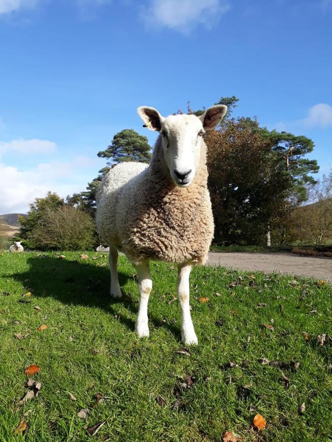 Beautiful Traditional Secluded Country Cottage Sanquhar Eksteriør billede